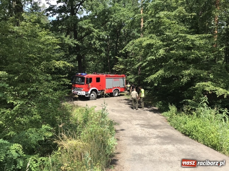 Zdjęcie w galerii na portalu naszraciborz.pl: Pożar lasu w Szymocicach. Kolejne podpalenie  wiadomości z regionu