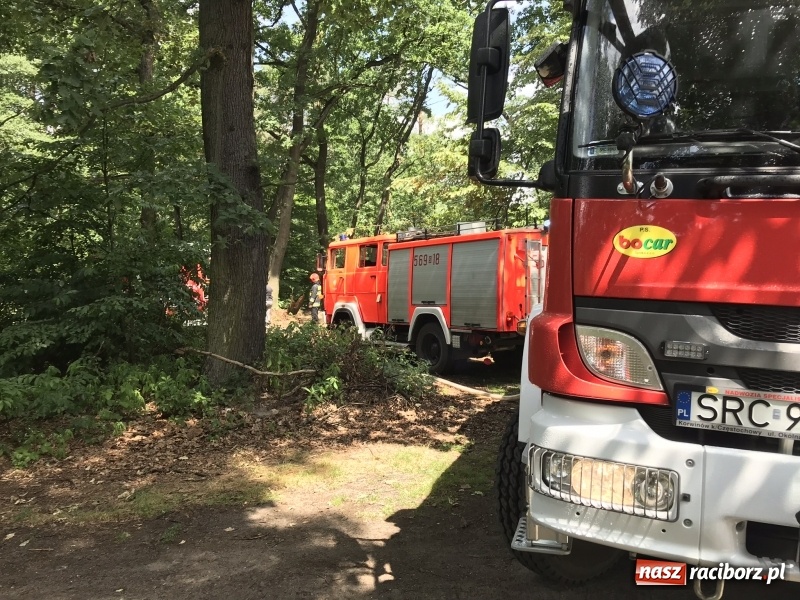 Zdjęcie w galerii na portalu naszraciborz.pl: Pożar lasu w Szymocicach. Kolejne podpalenie  wiadomości z regionu