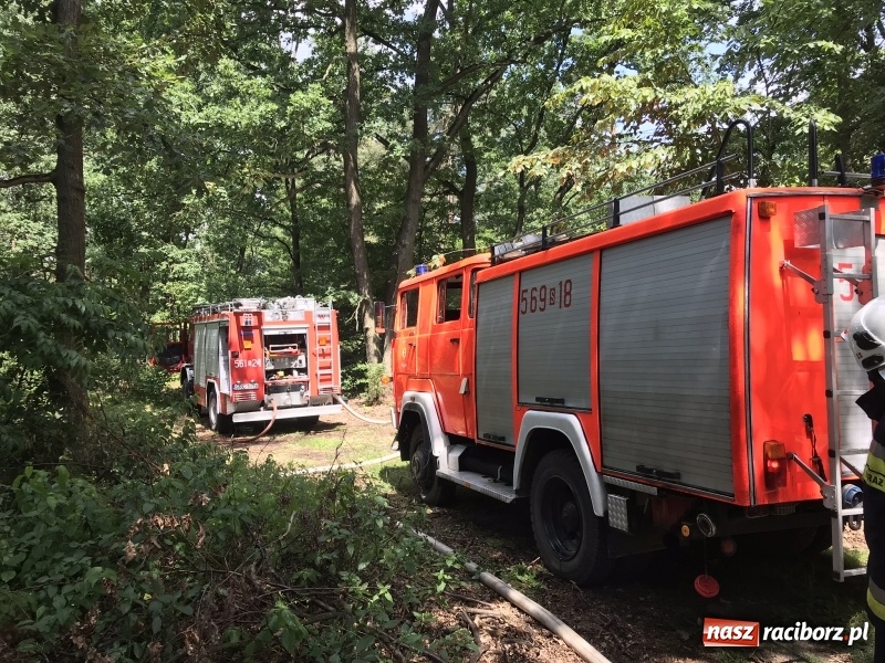 Zdjęcie w galerii na portalu naszraciborz.pl: Pożar lasu w Szymocicach. Kolejne podpalenie  wiadomości z regionu