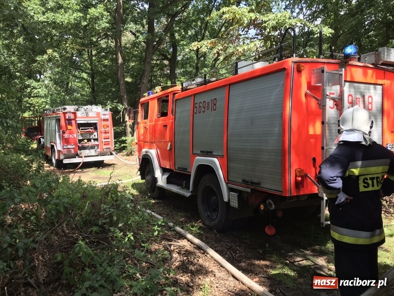 Zdjęcie w galerii na portalu naszraciborz.pl: Pożar lasu w Szymocicach. Kolejne podpalenie  wiadomości z regionu