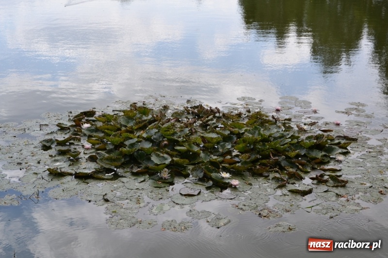 Zdjęcie w galerii na portalu naszraciborz.pl: Zawody Wędkarskie o Puchar Wójta Gminy Krzyżanowice wiadomości z regionu