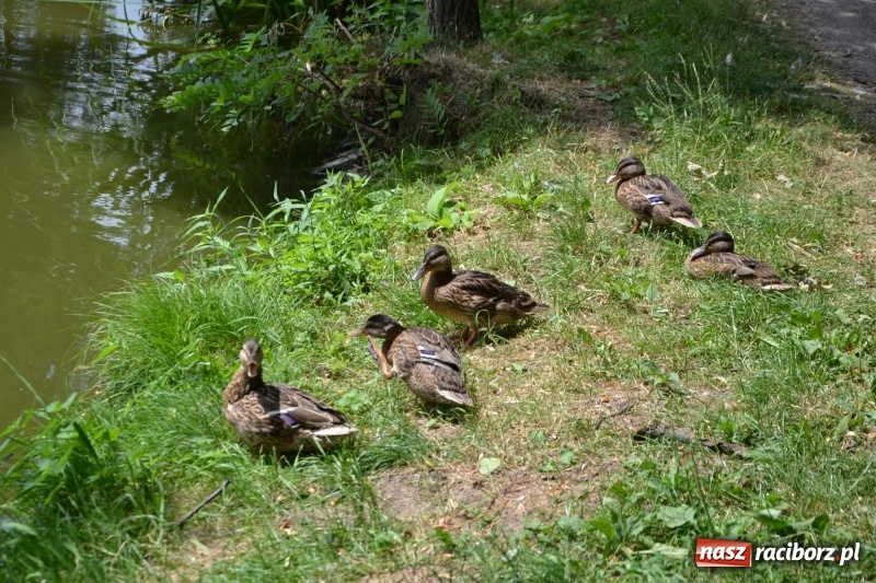 Zdjęcie w galerii na portalu naszraciborz.pl: Zawody Wędkarskie o Puchar Wójta Gminy Krzyżanowice wiadomości z regionu