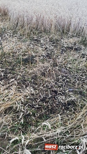 Zdjęcie w galerii na portalu naszraciborz.pl: Pogranicze w ogniu. Dwa pożary zboża na pniu pomiędzy Tworkowem a Hacią  wiadomości z regionu