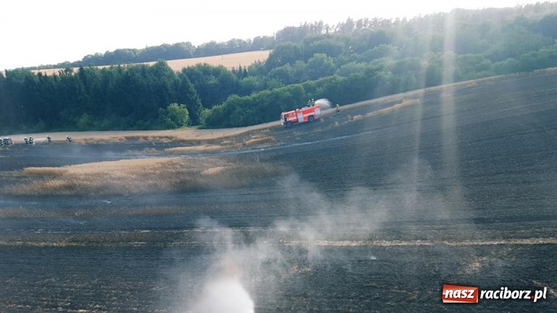 Zdjęcie w galerii na portalu naszraciborz.pl: Pogranicze w ogniu. Dwa pożary zboża na pniu pomiędzy Tworkowem a Hacią  wiadomości z regionu