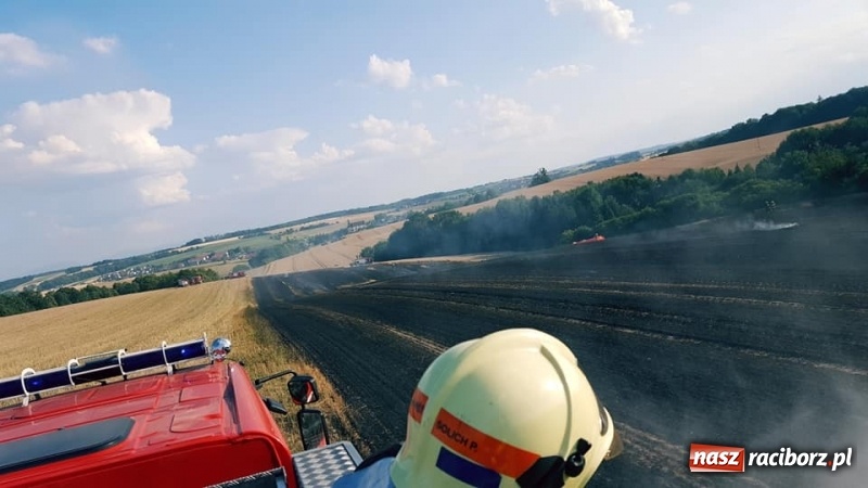 Zdjęcie w galerii na portalu naszraciborz.pl: Pogranicze w ogniu. Dwa pożary zboża na pniu pomiędzy Tworkowem a Hacią  wiadomości z regionu