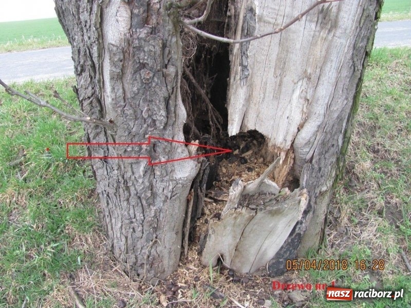 Zdjęcie w galerii na portalu naszraciborz.pl: Kolejne drzewa do wycinki. Ratusz podaje powody  wiadomości z regionu