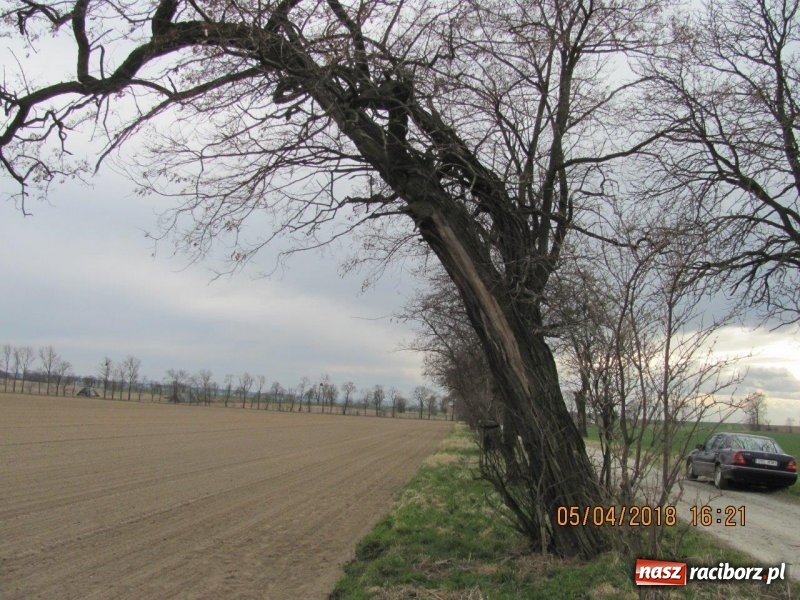 Zdjęcie w galerii na portalu naszraciborz.pl: Kolejne drzewa do wycinki. Ratusz podaje powody  wiadomości z regionu