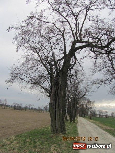 Zdjęcie w galerii na portalu naszraciborz.pl: Kolejne drzewa do wycinki. Ratusz podaje powody  wiadomości z regionu