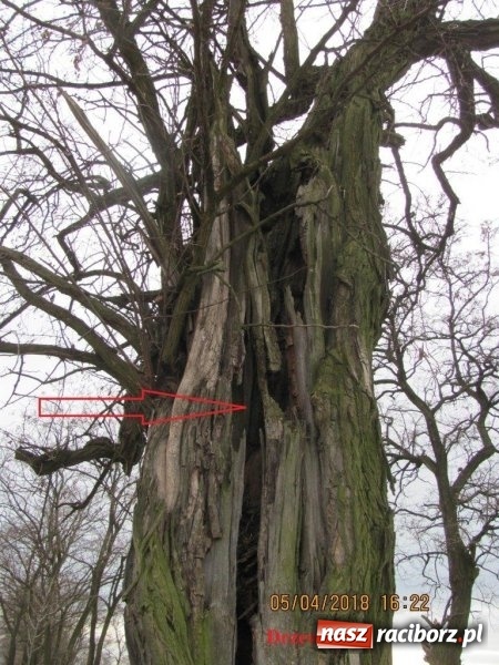Zdjęcie w galerii na portalu naszraciborz.pl: Kolejne drzewa do wycinki. Ratusz podaje powody  wiadomości z regionu
