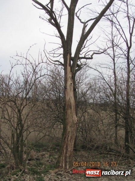 Zdjęcie w galerii na portalu naszraciborz.pl: Kolejne drzewa do wycinki. Ratusz podaje powody  wiadomości z regionu
