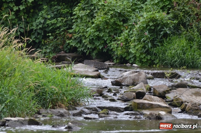 Zdjęcie w galerii na portalu naszraciborz.pl: Wakacyjne spływy z OSiR-em. Takie emocje na odcinku pod mostem kolejowym  wiadomości z regionu