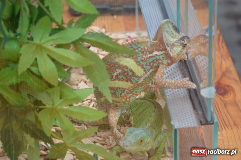Zdjęcie w galerii na portalu naszraciborz.pl: Rodzinne świętowanie 90-lecia sudolskiej OSP  wiadomości z regionu