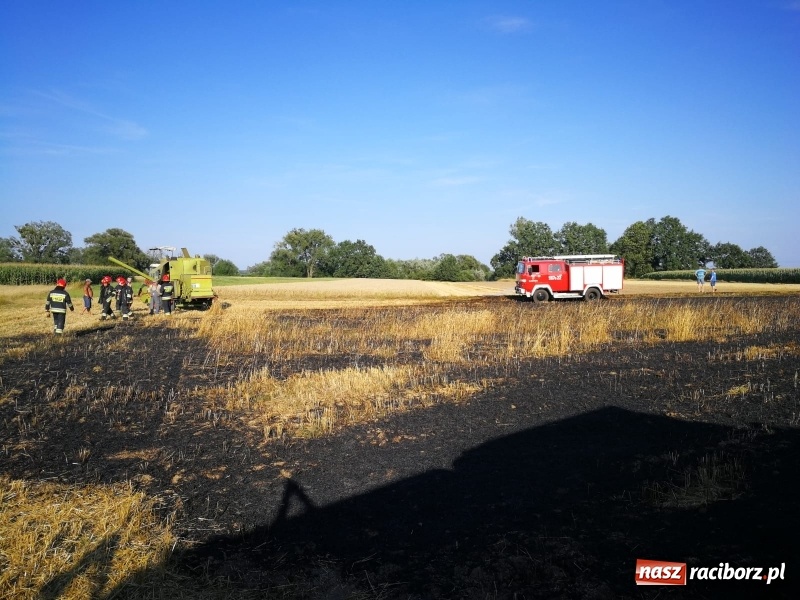 Zdjęcie w galerii na portalu naszraciborz.pl: Pożar kombajnu i ścierniska w Grzegorzowicach wiadomości z regionu