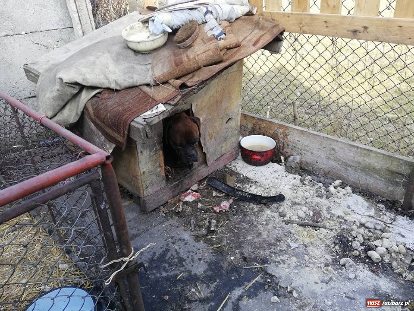 Zdjęcie w galerii na portalu naszraciborz.pl: Wolontariusze OTOZ Animals proszą o pomoc wiadomości z regionu