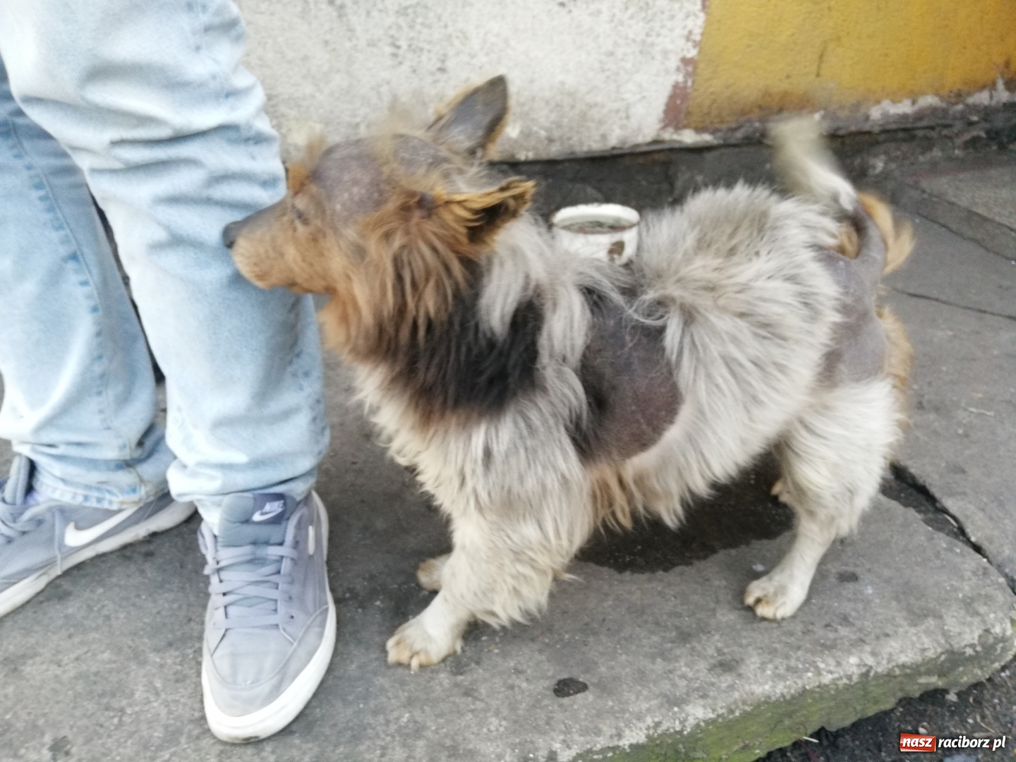 Zdjęcie w galerii na portalu naszraciborz.pl: Wolontariusze OTOZ Animals proszą o pomoc wiadomości z regionu