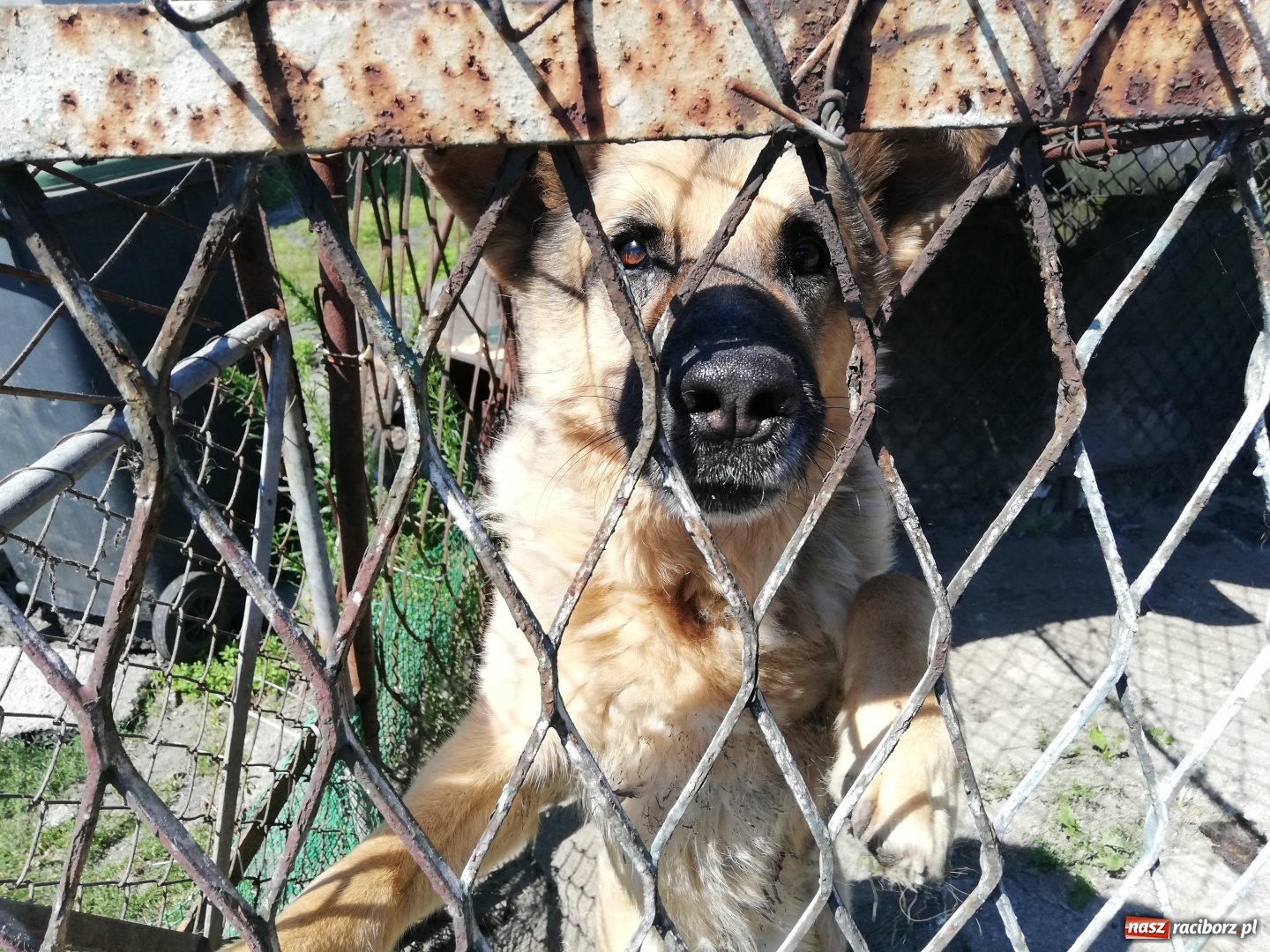 Zdjęcie w galerii na portalu naszraciborz.pl: Wolontariusze OTOZ Animals proszą o pomoc wiadomości z regionu