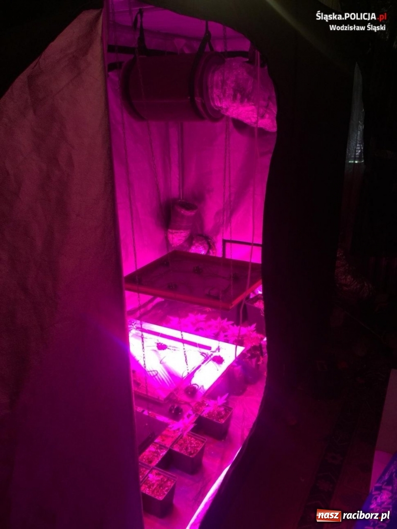 Zdjęcie w galerii na portalu naszraciborz.pl: Plantacja konopi indyjskich przy budowanym zbiorniku Racibórz  wiadomości z regionu