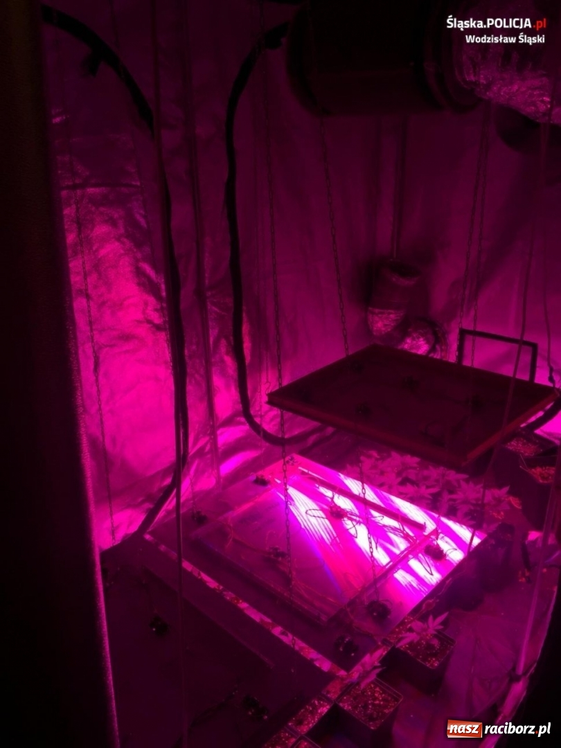 Zdjęcie w galerii na portalu naszraciborz.pl: Plantacja konopi indyjskich przy budowanym zbiorniku Racibórz  wiadomości z regionu