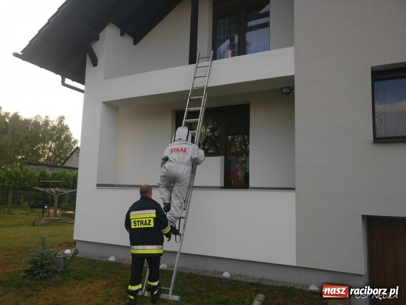 Zdjęcie w galerii na portalu naszraciborz.pl: Środa upłynęła strażakom pod znakiem usuwania owadzich gniazd wiadomości z regionu