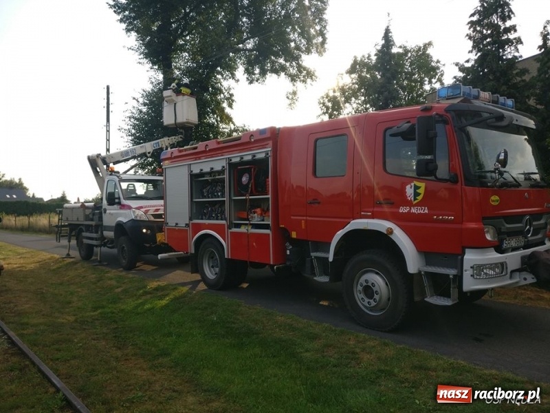 Zdjęcie w galerii na portalu naszraciborz.pl: Środa upłynęła strażakom pod znakiem usuwania owadzich gniazd wiadomości z regionu