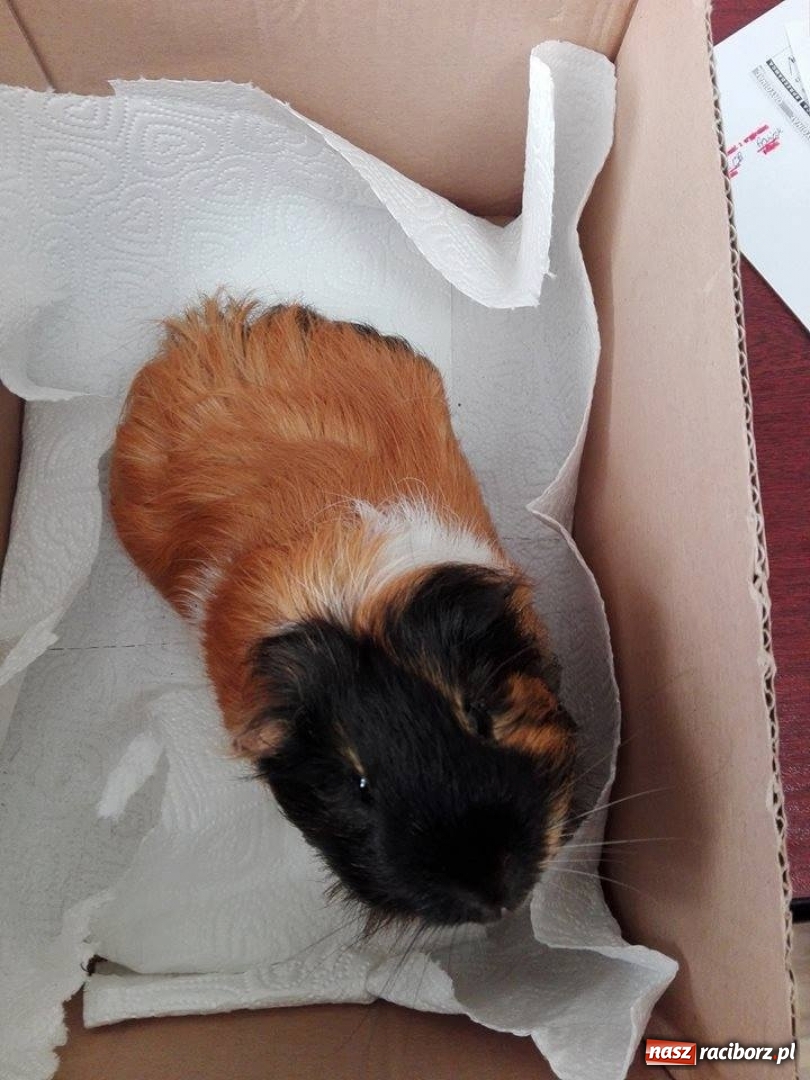 Zdjęcie w galerii na portalu naszraciborz.pl: Ktoś podrzucił świnkę morską pod bramę zoo w Oborze  wiadomości z regionu