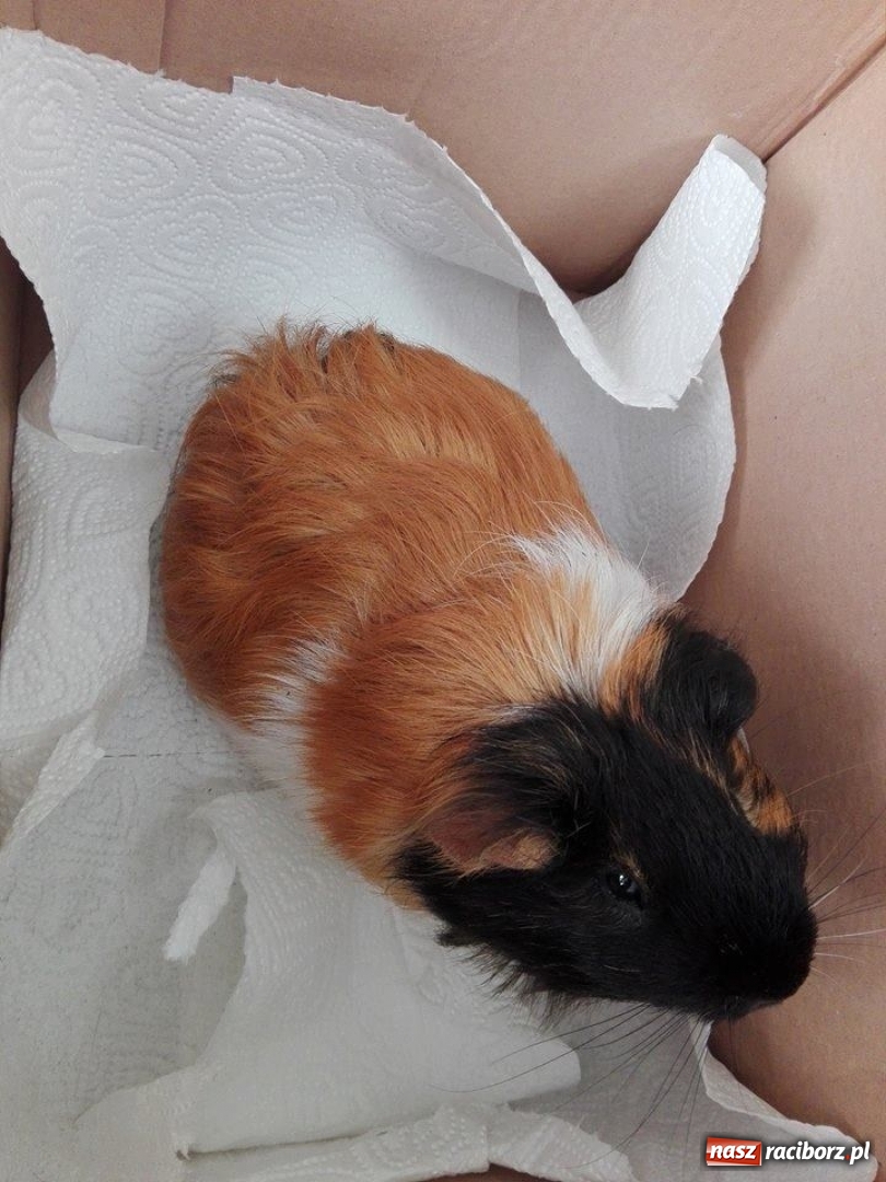 Zdjęcie w galerii na portalu naszraciborz.pl: Ktoś podrzucił świnkę morską pod bramę zoo w Oborze  wiadomości z regionu