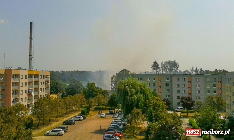 Zdjęcie w galerii na portalu naszraciborz.pl: Kolejny pożar lasu w Kuźni Raciborskiej  wiadomości z regionu