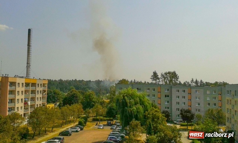 Zdjęcie w galerii na portalu naszraciborz.pl: Kolejny pożar lasu w Kuźni Raciborskiej  wiadomości z regionu