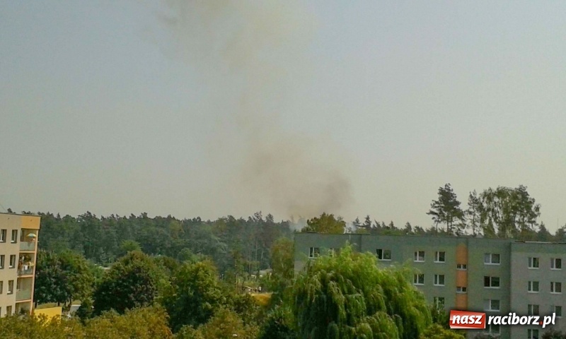 Zdjęcie w galerii na portalu naszraciborz.pl: Kolejny pożar lasu w Kuźni Raciborskiej  wiadomości z regionu