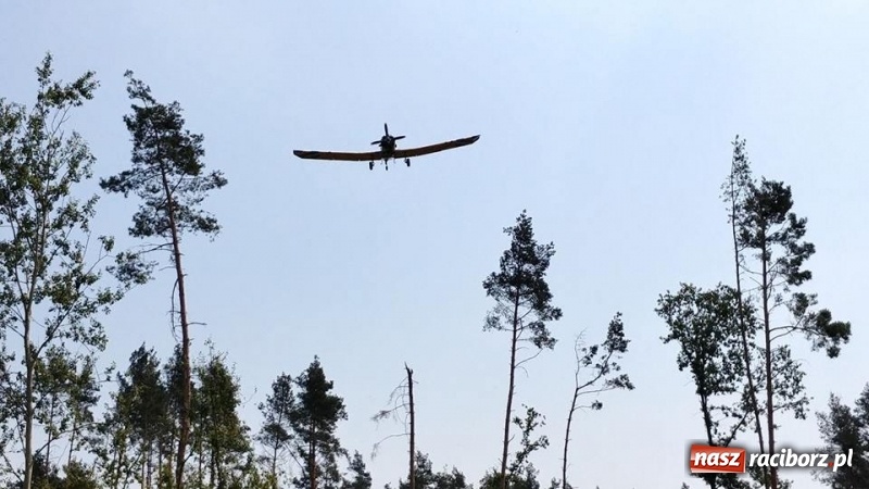 Zdjęcie w galerii na portalu naszraciborz.pl: Kolejny pożar lasu w Kuźni Raciborskiej  wiadomości z regionu