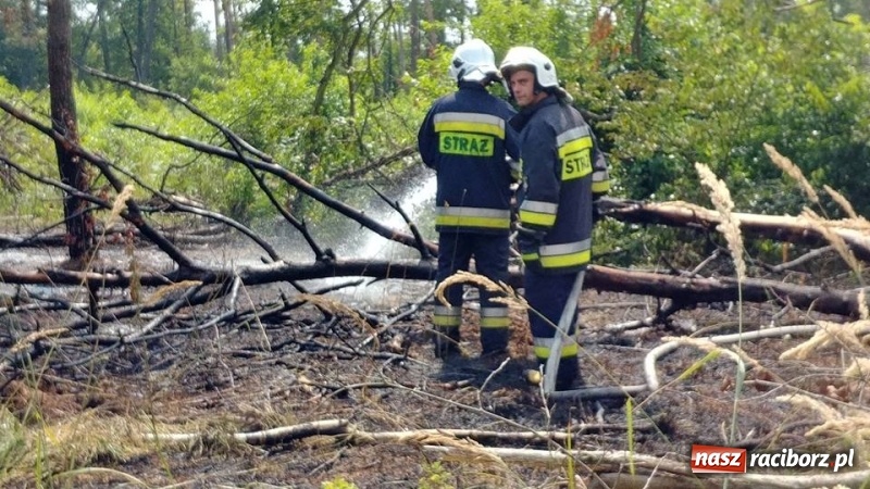 Zdjęcie w galerii na portalu naszraciborz.pl: Kolejny pożar lasu w Kuźni Raciborskiej  wiadomości z regionu