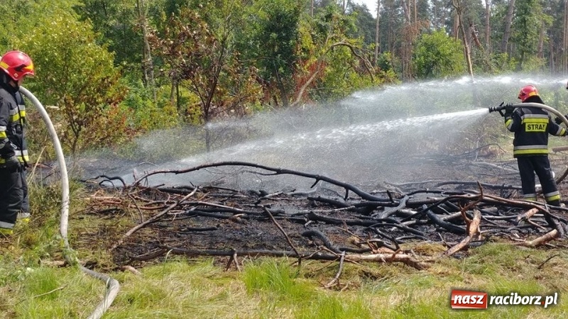 Zdjęcie w galerii na portalu naszraciborz.pl: Kolejny pożar lasu w Kuźni Raciborskiej  wiadomości z regionu
