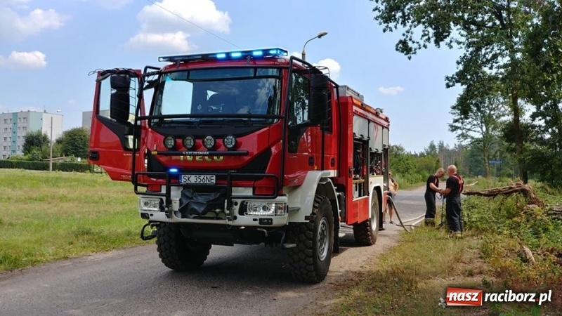 Zdjęcie w galerii na portalu naszraciborz.pl: Kolejny pożar lasu w Kuźni Raciborskiej  wiadomości z regionu