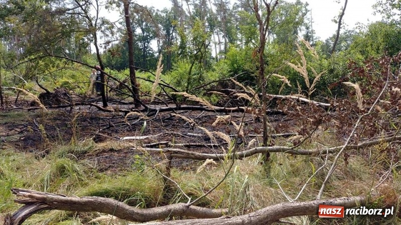 Zdjęcie w galerii na portalu naszraciborz.pl: Kolejny pożar lasu w Kuźni Raciborskiej  wiadomości z regionu