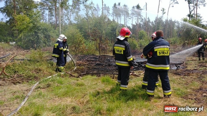 Zdjęcie w galerii na portalu naszraciborz.pl: Kolejny pożar lasu w Kuźni Raciborskiej  wiadomości z regionu