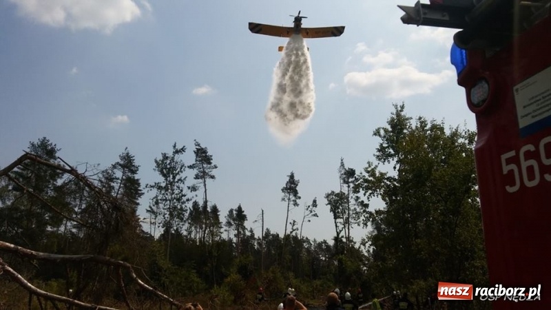 Zdjęcie w galerii na portalu naszraciborz.pl: Kolejny pożar lasu w Kuźni Raciborskiej  wiadomości z regionu