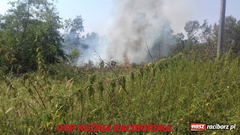 Zdjęcie w galerii na portalu naszraciborz.pl: Kolejny pożar lasu w Kuźni Raciborskiej  wiadomości z regionu