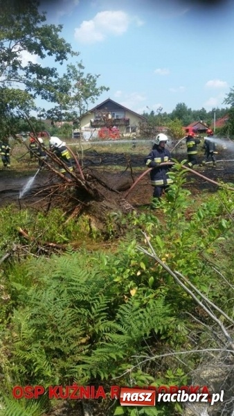 Zdjęcie w galerii na portalu naszraciborz.pl: Kolejny pożar lasu w Kuźni Raciborskiej  wiadomości z regionu