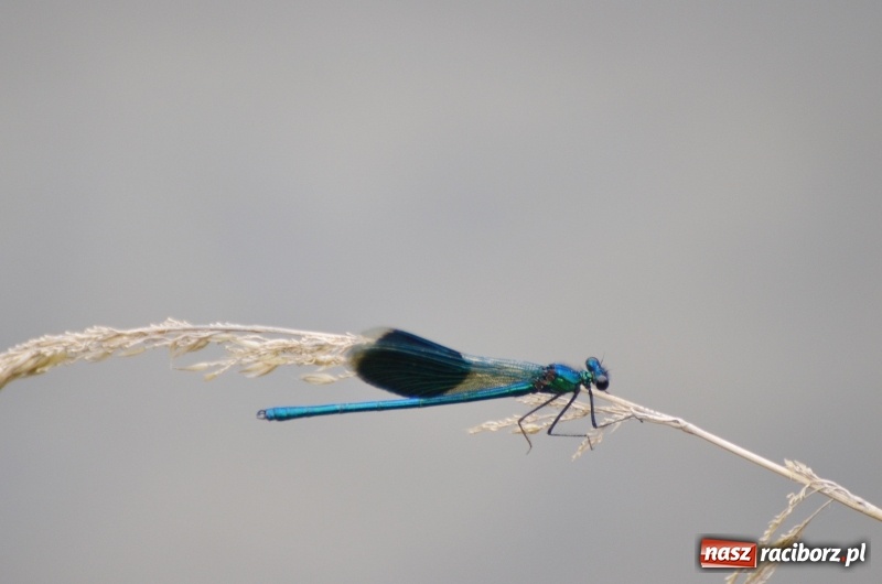 Zdjęcie w galerii na portalu naszraciborz.pl: Z nurtem Odry i w górę Ulgi, czyli spływ kajakowy Pętlą Diabeusza wiadomości z regionu