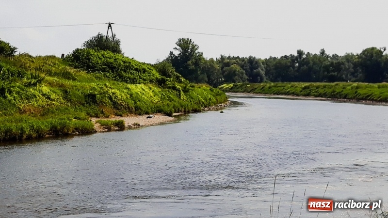 Zdjęcie w galerii na portalu naszraciborz.pl: Odra pod Raciborzem dziś i na starych mapach  wiadomości z regionu