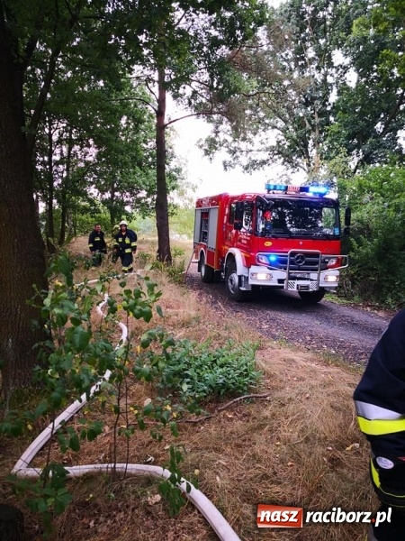 Zdjęcie w galerii na portalu naszraciborz.pl: W Nędzy doszło do podpalenia lasu  wiadomości z regionu