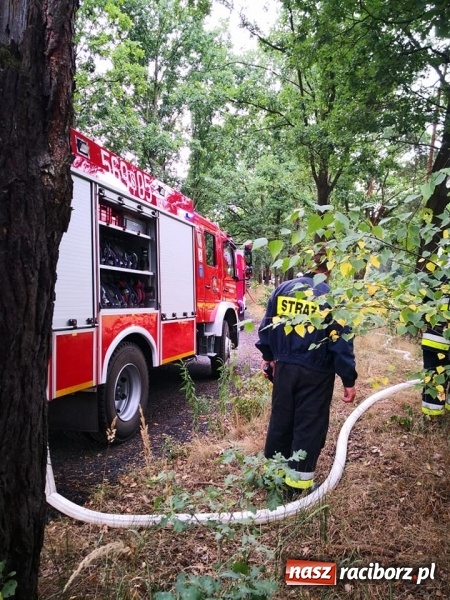 Zdjęcie w galerii na portalu naszraciborz.pl: W Nędzy doszło do podpalenia lasu  wiadomości z regionu