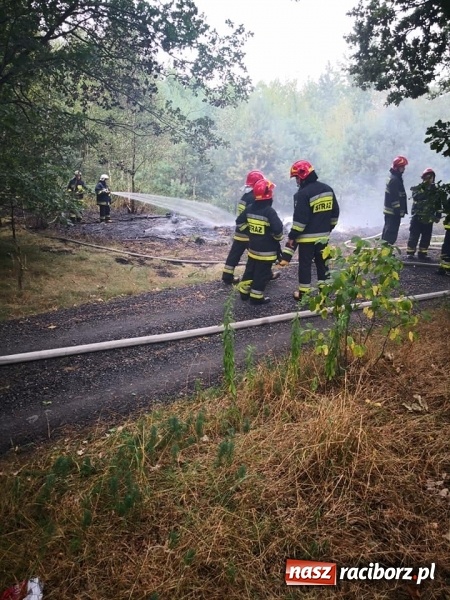 Zdjęcie w galerii na portalu naszraciborz.pl: W Nędzy doszło do podpalenia lasu  wiadomości z regionu