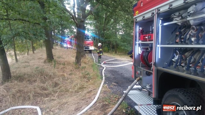 Zdjęcie w galerii na portalu naszraciborz.pl: W Nędzy doszło do podpalenia lasu  wiadomości z regionu