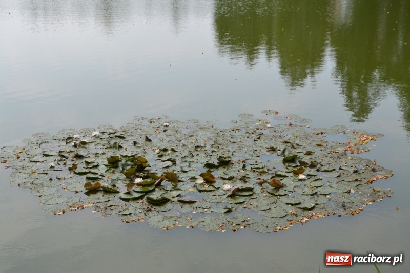 Zdjęcie w galerii na portalu naszraciborz.pl: Na tworkowskim Trzecioku wędkowali emeryci  wiadomości z regionu
