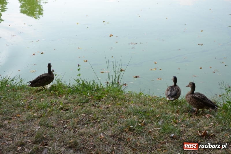 Zdjęcie w galerii na portalu naszraciborz.pl: Na tworkowskim Trzecioku wędkowali emeryci  wiadomości z regionu