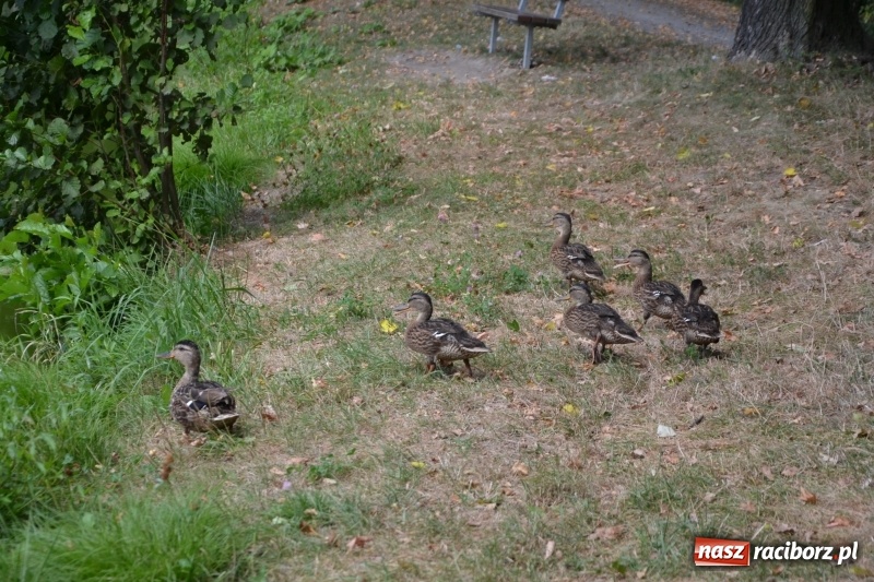 Zdjęcie w galerii na portalu naszraciborz.pl: Na tworkowskim Trzecioku wędkowali emeryci  wiadomości z regionu