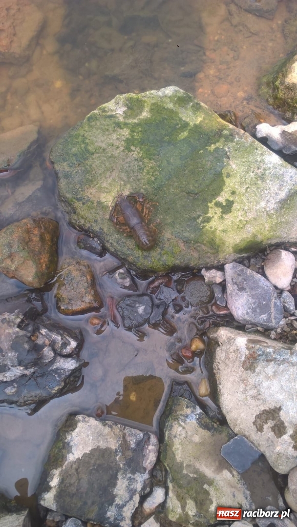 Zdjęcie w galerii na portalu naszraciborz.pl: Wakacje dla odkrywców. Odra na wysokości Płoni  wiadomości z regionu