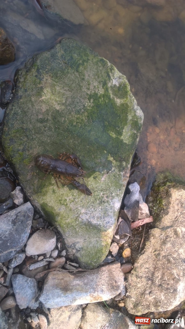 Zdjęcie w galerii na portalu naszraciborz.pl: Wakacje dla odkrywców. Odra na wysokości Płoni  wiadomości z regionu