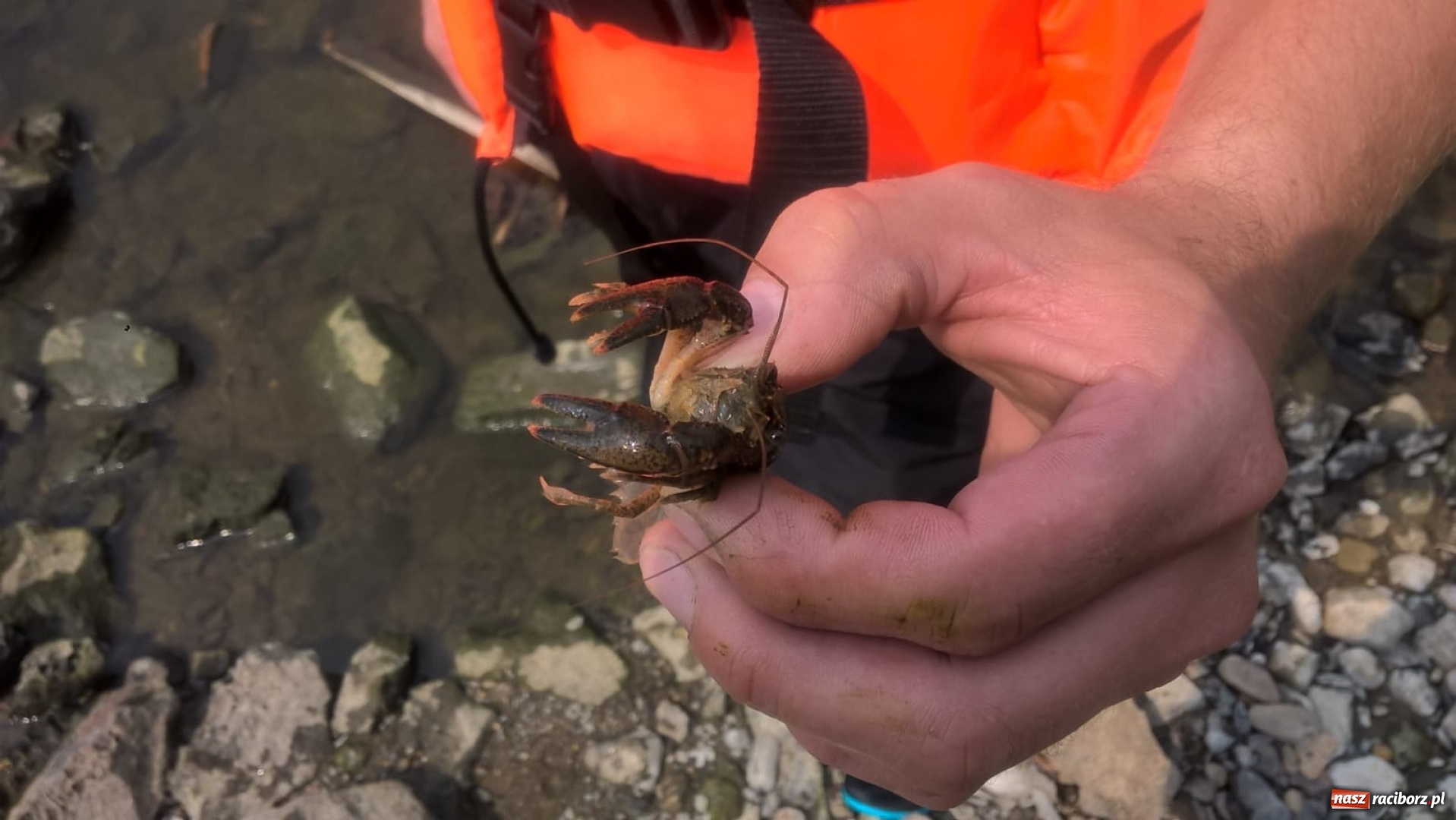 Zdjęcie w galerii na portalu naszraciborz.pl: Wakacje dla odkrywców. Odra na wysokości Płoni  wiadomości z regionu